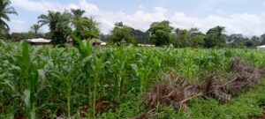 school garden Mbaw